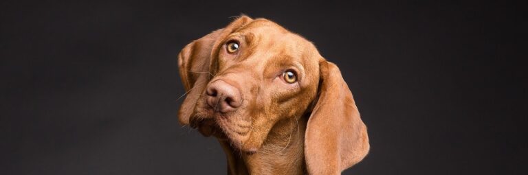 best agility dog breeds