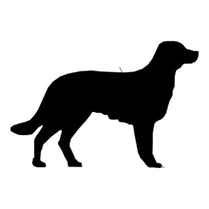 Dog Lab Drawing Sketch Breed  - PublicDomainPictures / Pixabay
