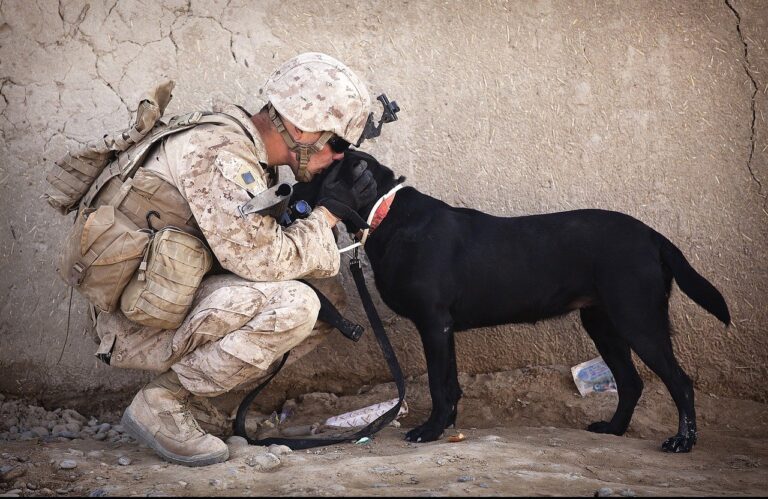 Soldier Dog Companion Service  - 272447 / Pixabay