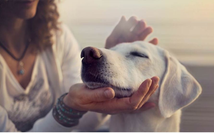 Pet assure yes or no?