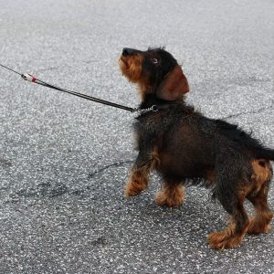 Dachshund Obedient Dog Training  - Jetiveri / Pixabay