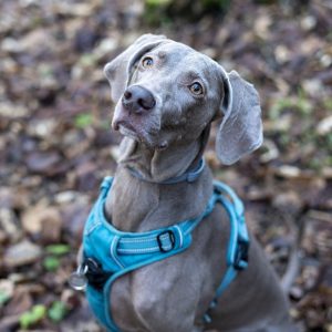 Dog Pet Animal Domestic Dog Canine  - Romuald_Gałęcki / Pixabay