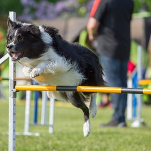 Dog agility gear